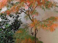 koto no ito1